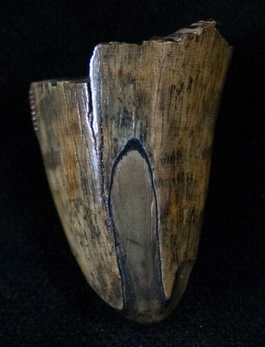Tyrannosaurus (T-Rex) Tooth Tip - Montana #13856